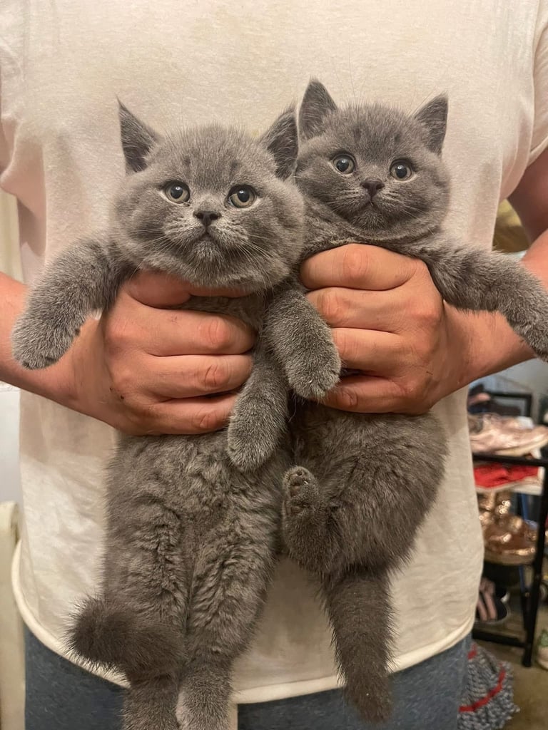 British shorthair kittens