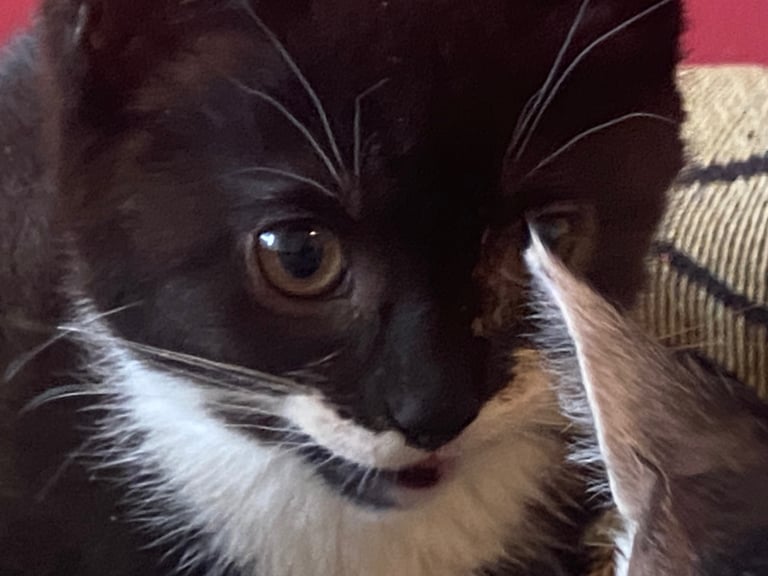 For kittens Ready for rehoming