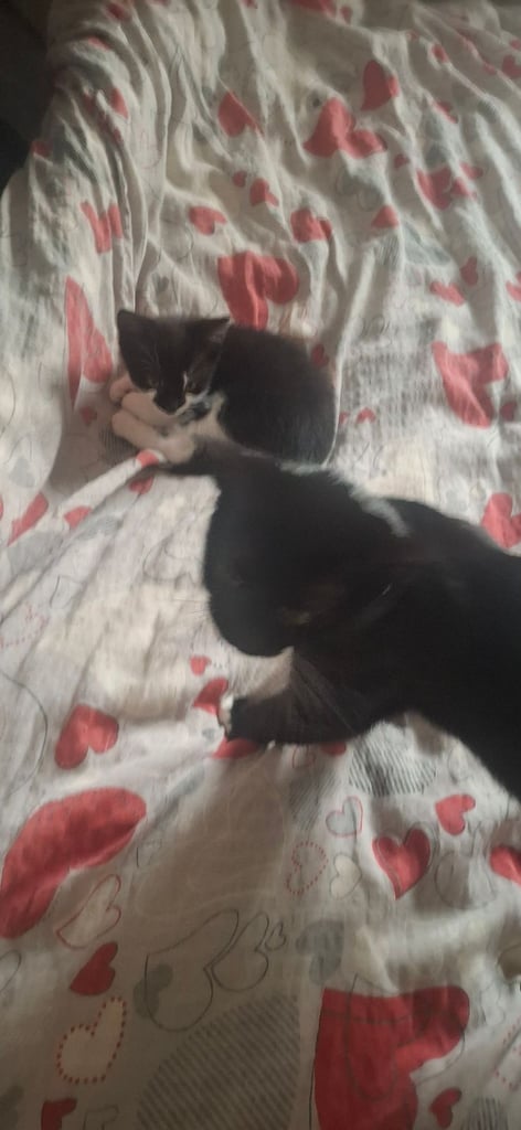 the boy is waiting for his new home 