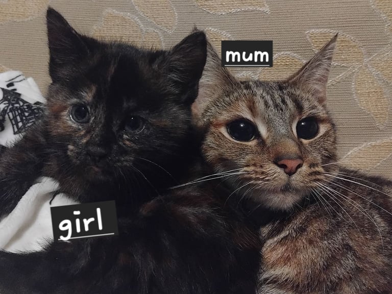 3 adorable 7 week old kittens looking for their forever home