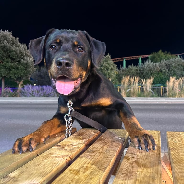Rottweiler puppy’s 