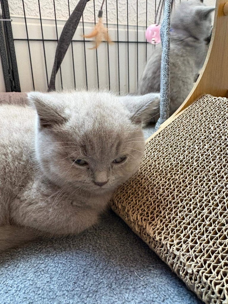 Top Pedigree British Shorthair Kittens