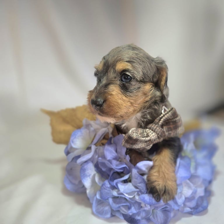 Part Schnauzer Mix With Dachshund Schnauzer Dachshund Mix Puppies