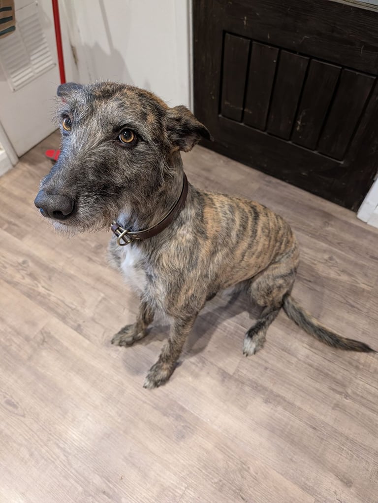 Lurcher