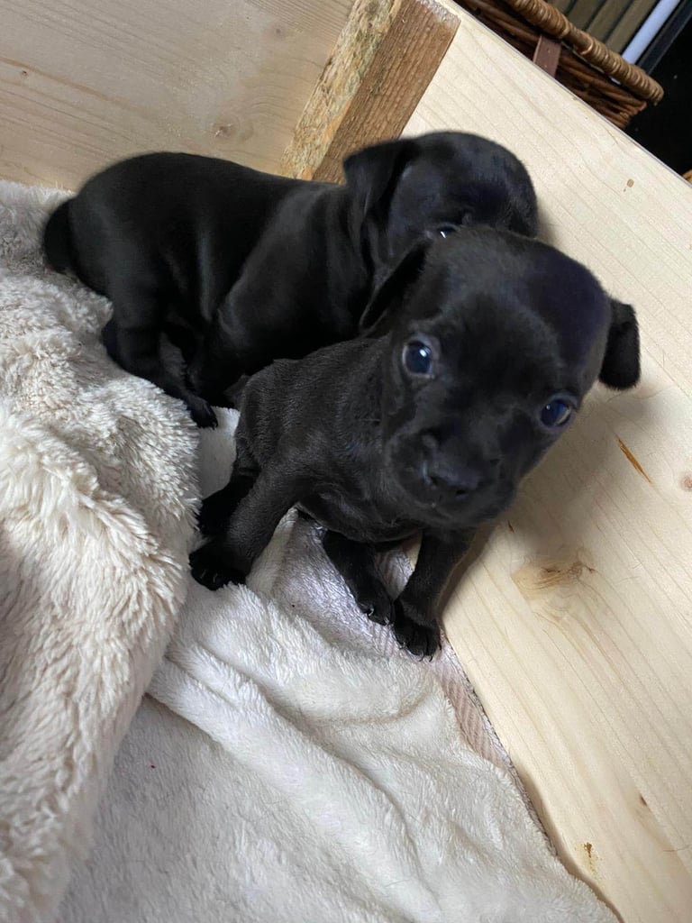Patterdale terriers