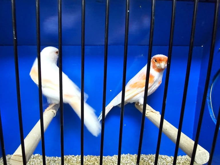 Colour canaries birds 