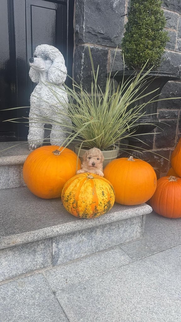 Beautiful toy poodle puppies 