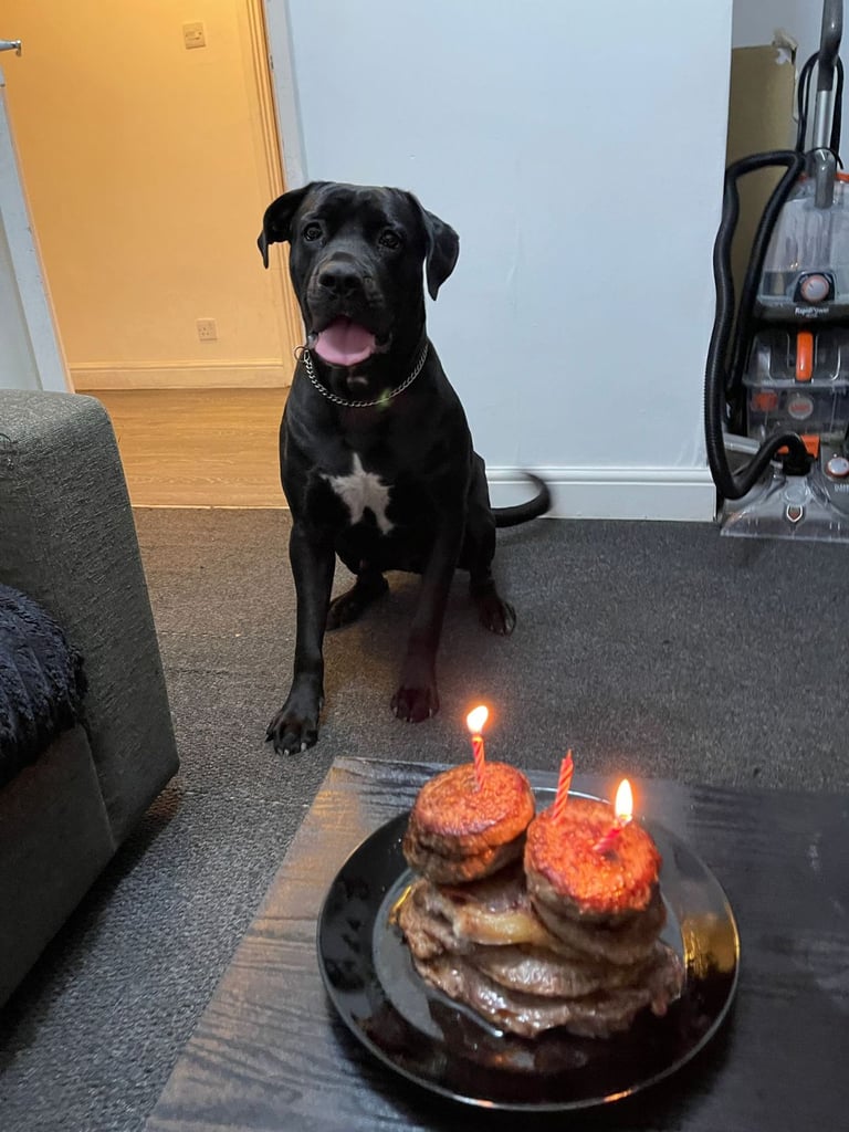 Beautiful Blue eye Cane Corso For Sale