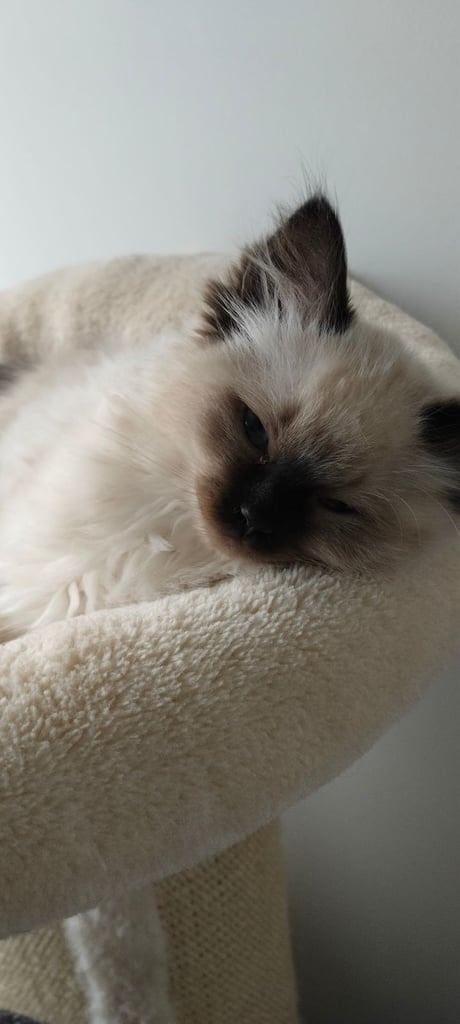 Pedigree Ragdoll Kittens