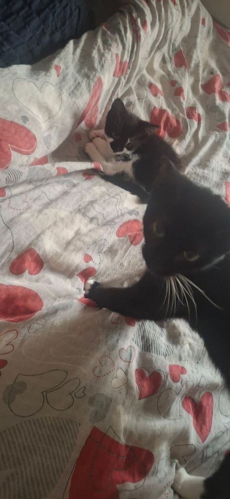 the boy is waiting for his new home 