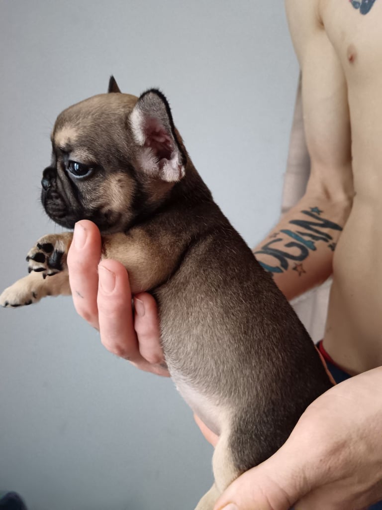 French bulldog only girl  left urgent 