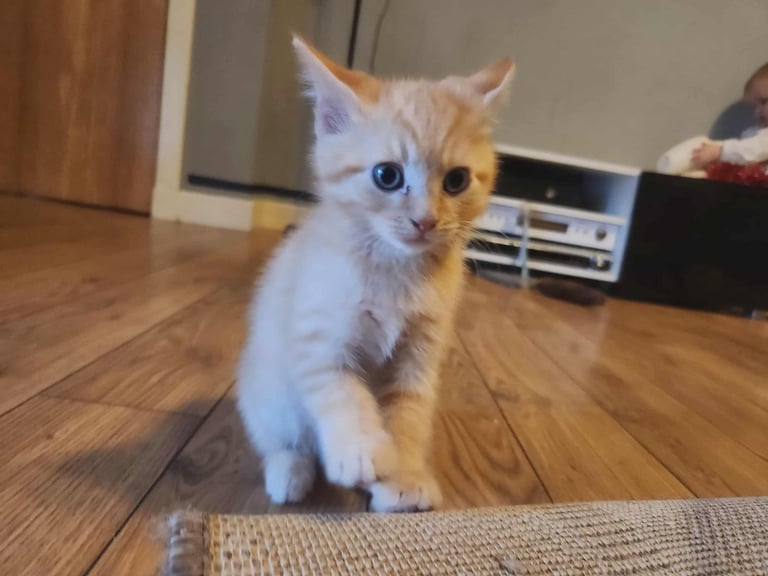 8 kittens looking for new homes