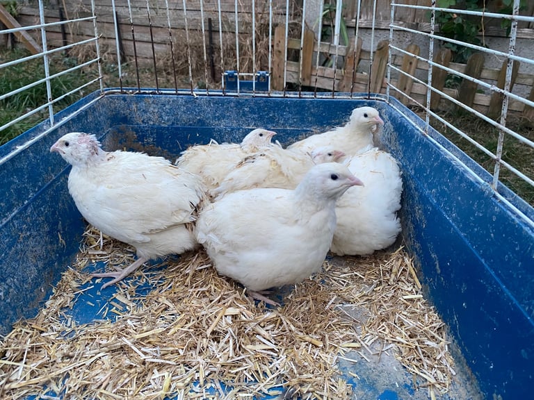 Beautiful Budapest pigeon pair,Beautiful Polish chicken , Englishwhite quil available read price  