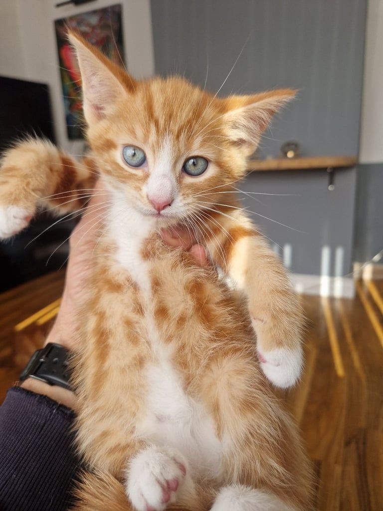 Siberian cross kittens