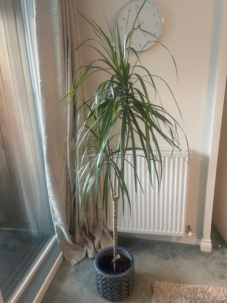 image for Lovely house plant in ceramic pot 