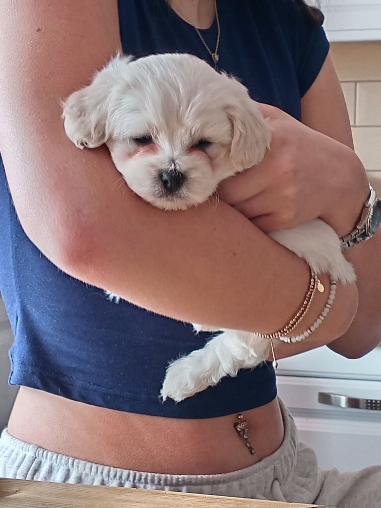 Puppies looking for a good home 