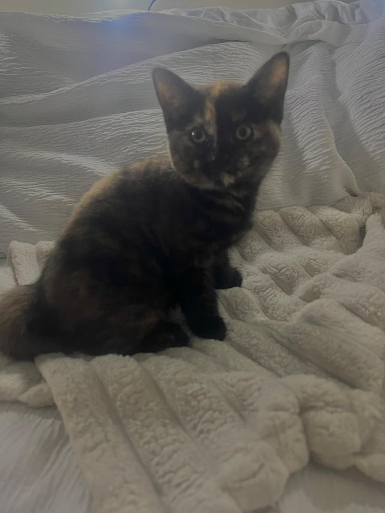 Four adorable kittens ready for loving homes