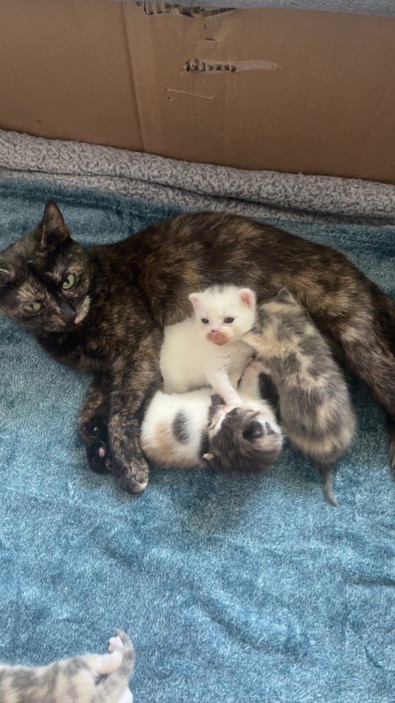 White, dilute calico kittens ready to go
