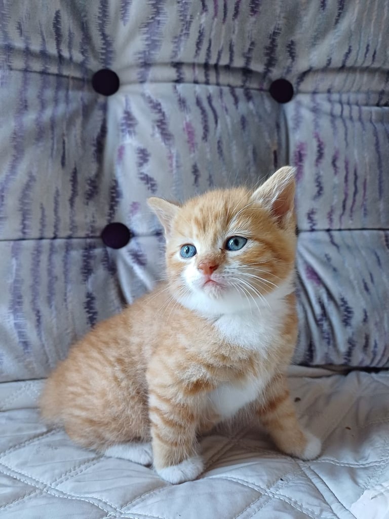Gorgeous Kittens Available