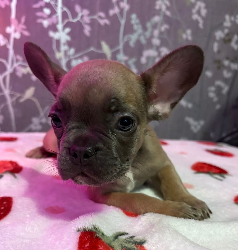 French bulldog puppies £800 ono