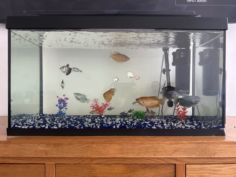 FISH TANK WITH ALL FISHES AND EQUIPMENT 