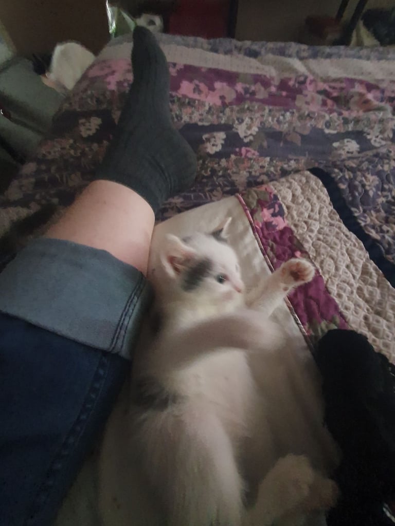 Beautiful blue/white russian kitten