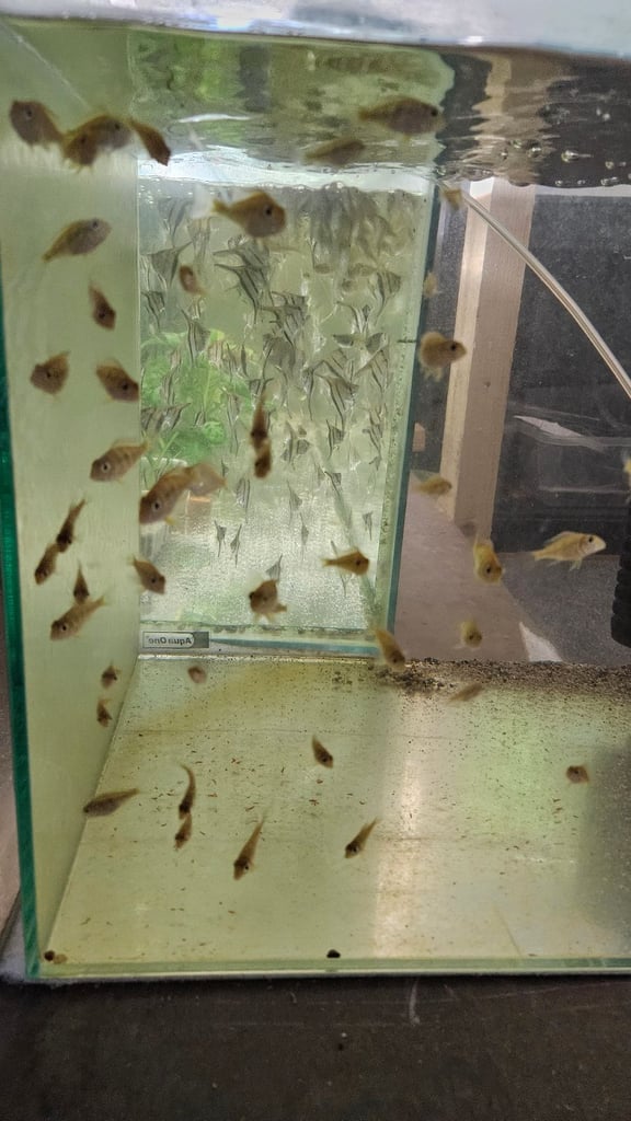 Red back manacapuru,Red head Geophagus, guppies 