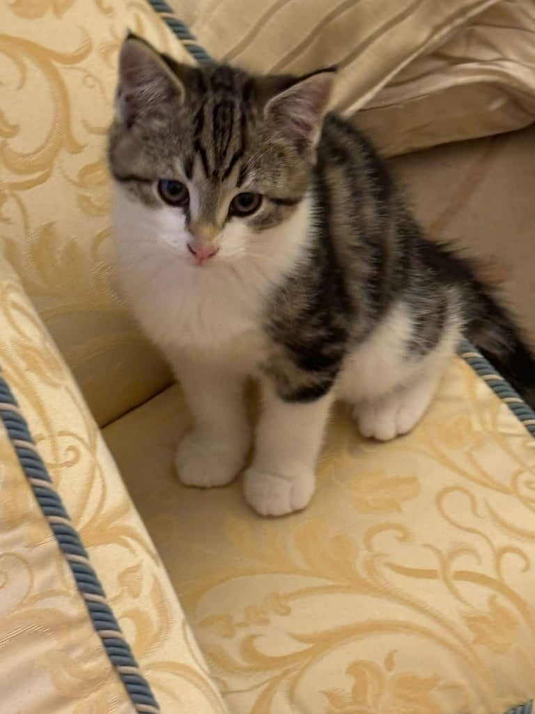 2x Kittens looking for a home 