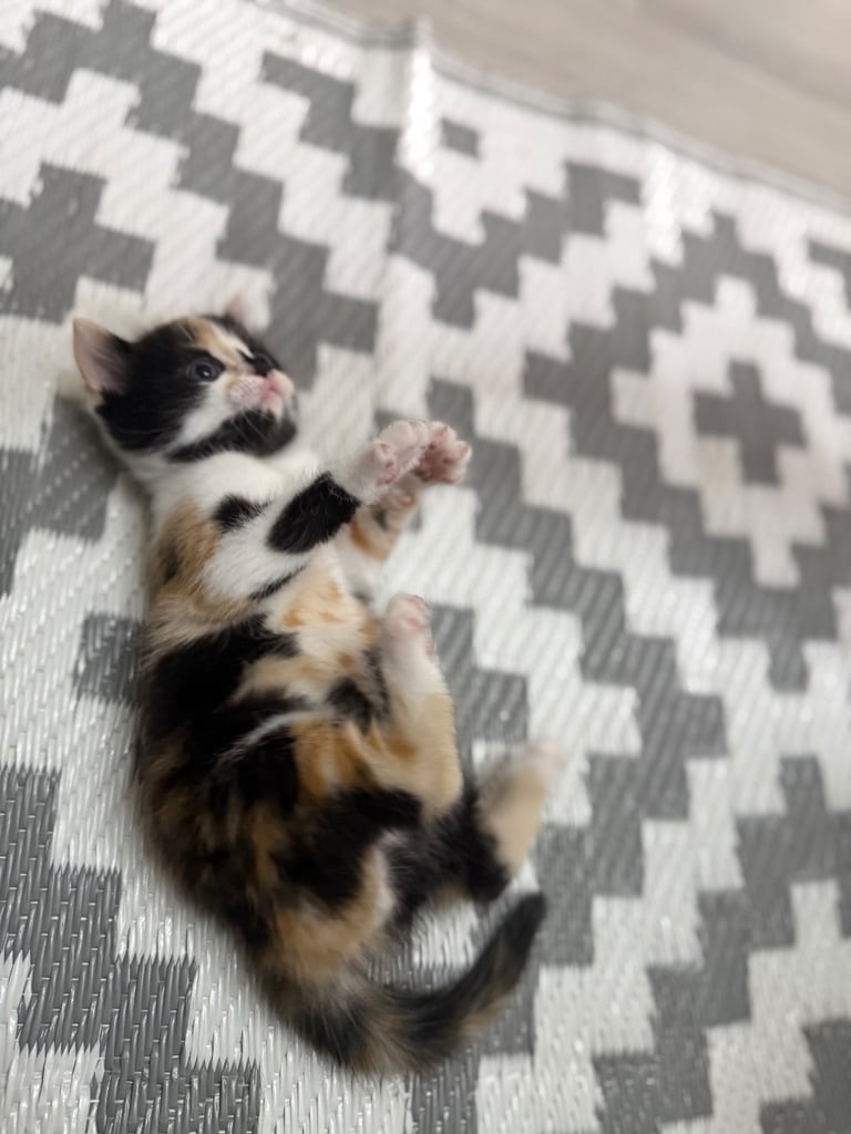 Male Half ragdoll kitten, looking for a lovely caring home