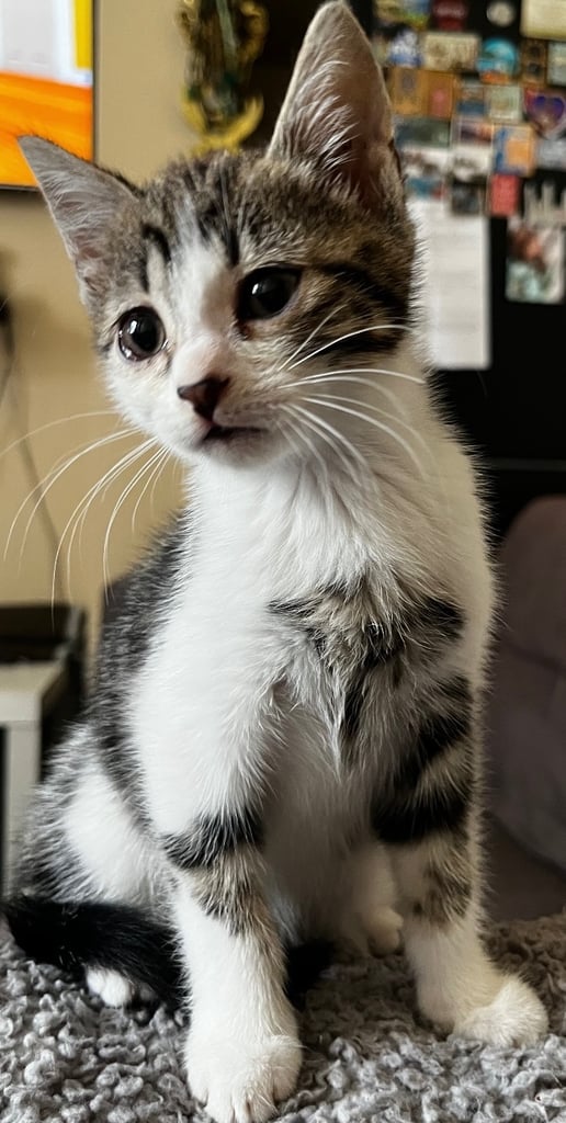 Beautiful kittens for sale £50 each
