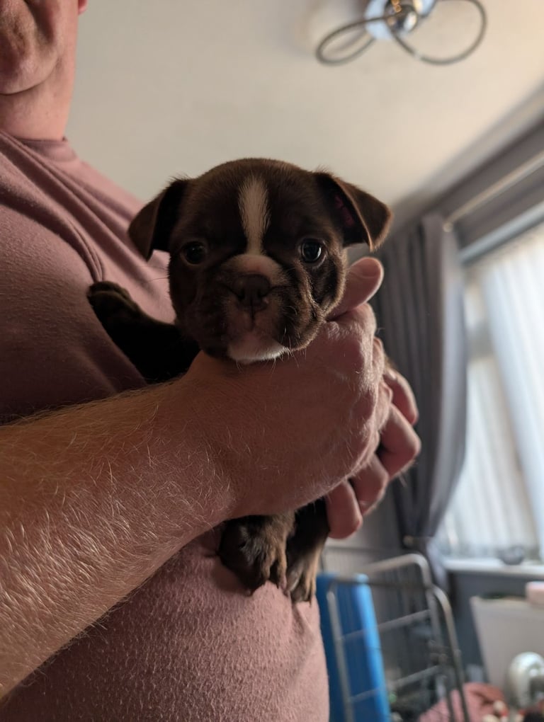 Frenchton pups