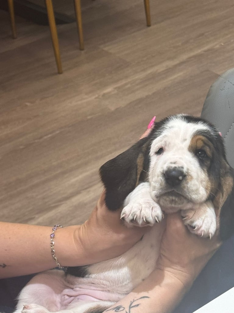 Chunky Bassett Hound Puppies 