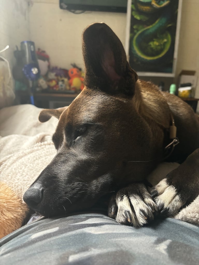 Beautiful Bella 19 month old Cane corso x