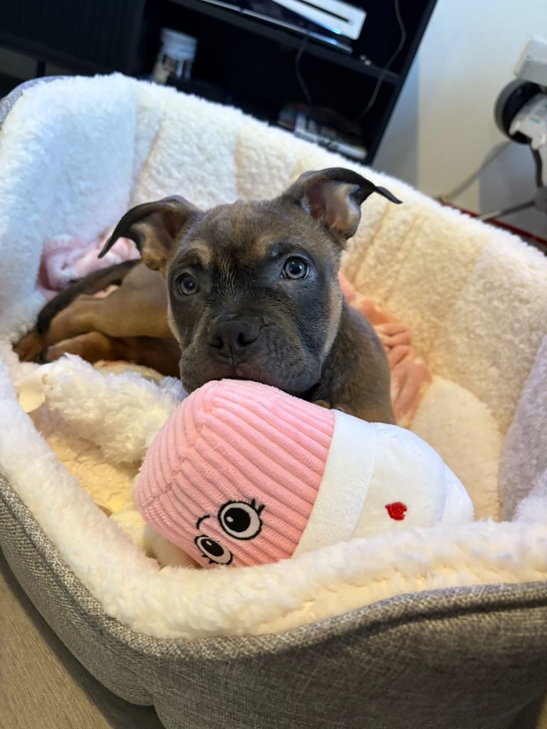 Pocket bully 16 weeks old 