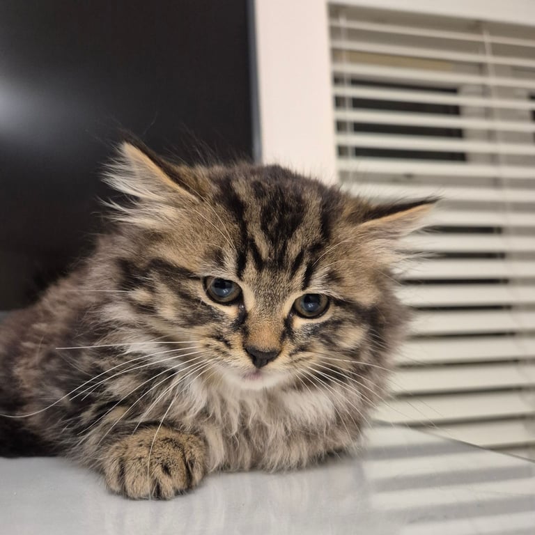 Beautiful Mixed Breed Female Kitten