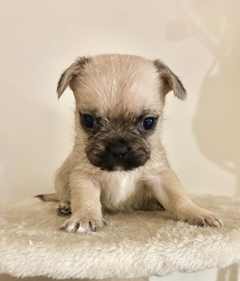  2 gorgeous puppies ready to leave 