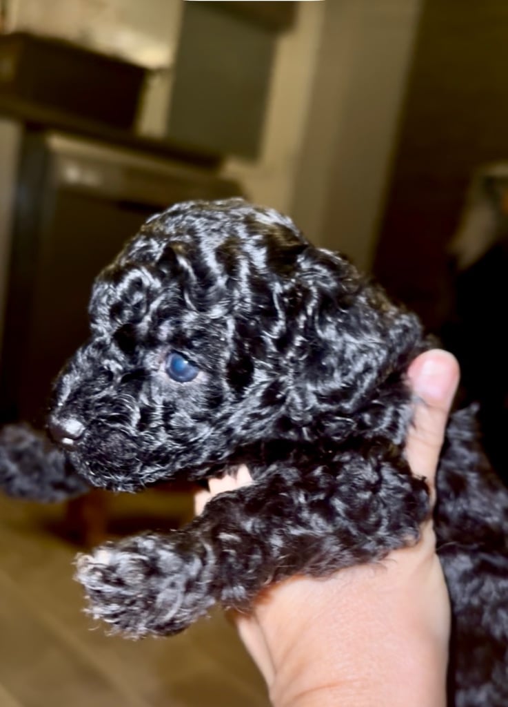 Poochon Toy poodle cross 
