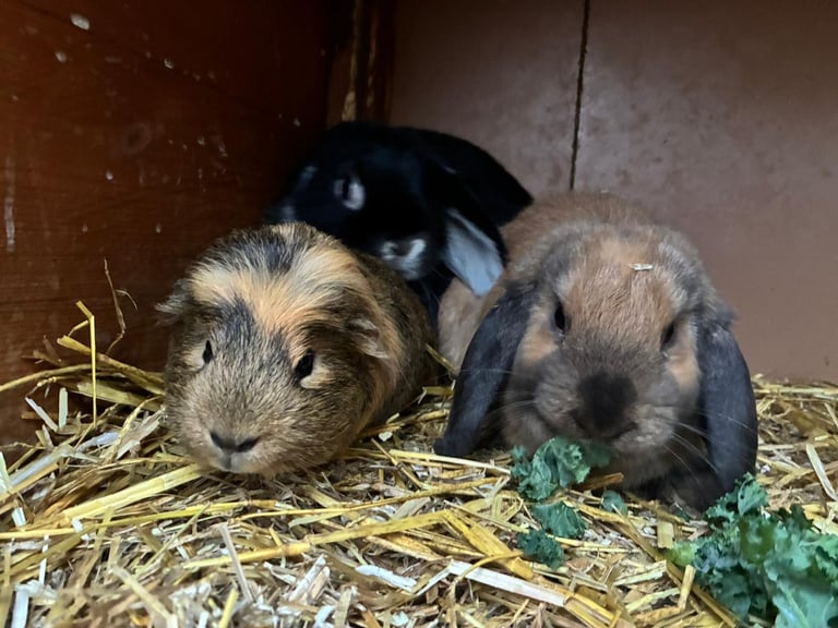 Baby minilop rabbits