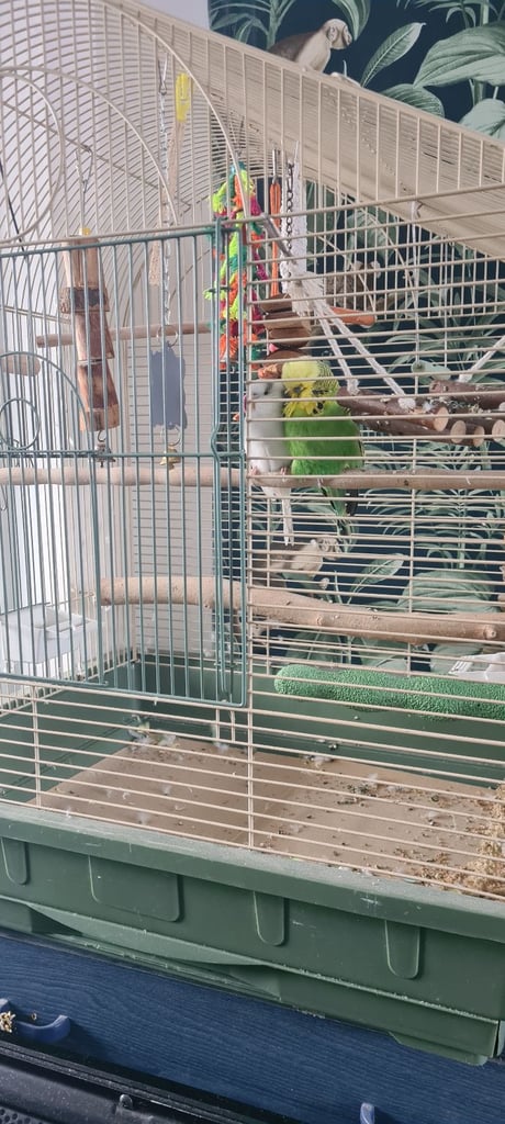 Budgies ane cage 