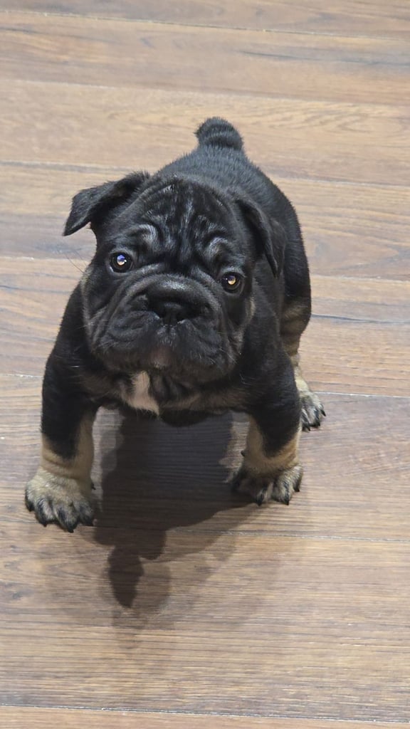 French bulldog puppys 