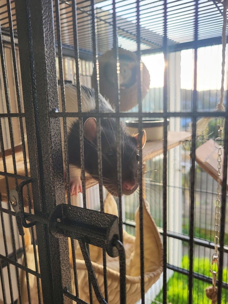 2 male rats for sale