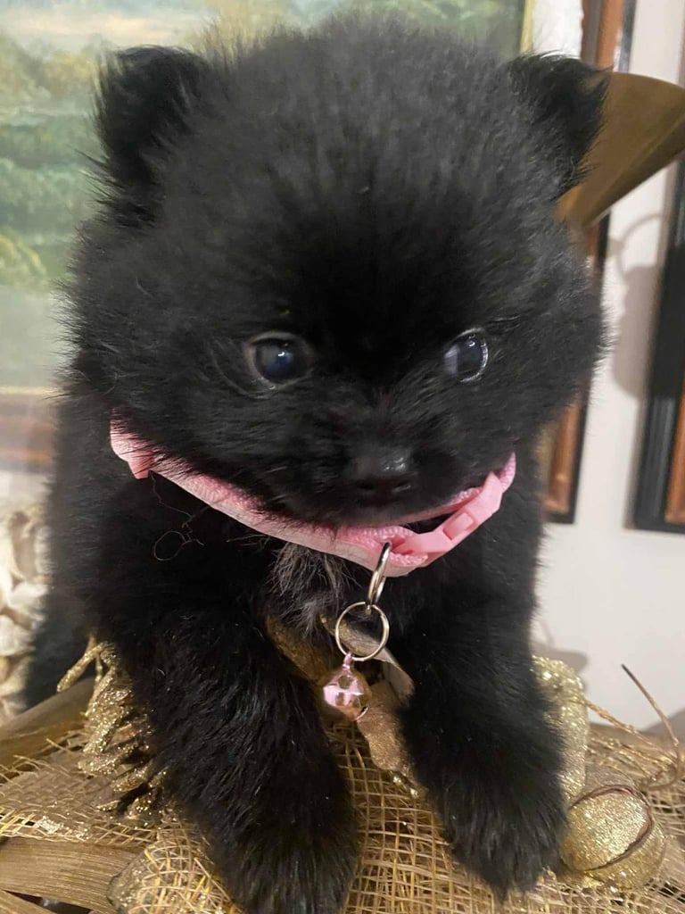 Pomeranian puppies - AVAILABLE 