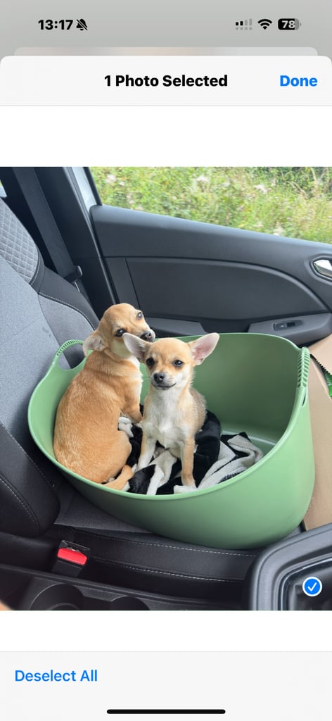 Two Chihuahua x Jack Russell Males for sale 6 months old.