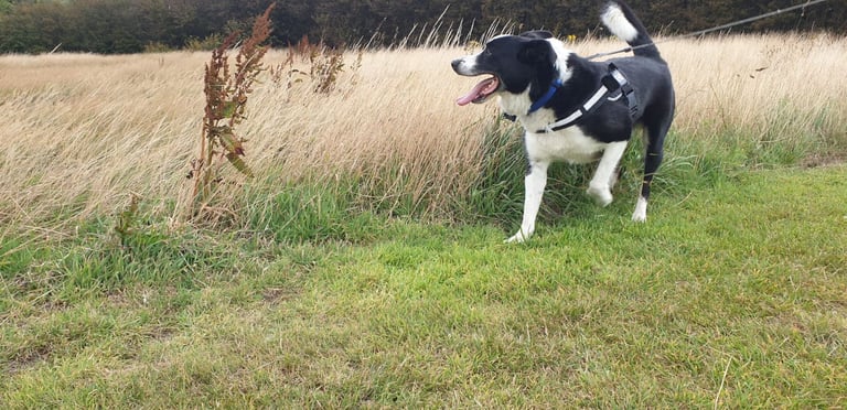 Male border collie 