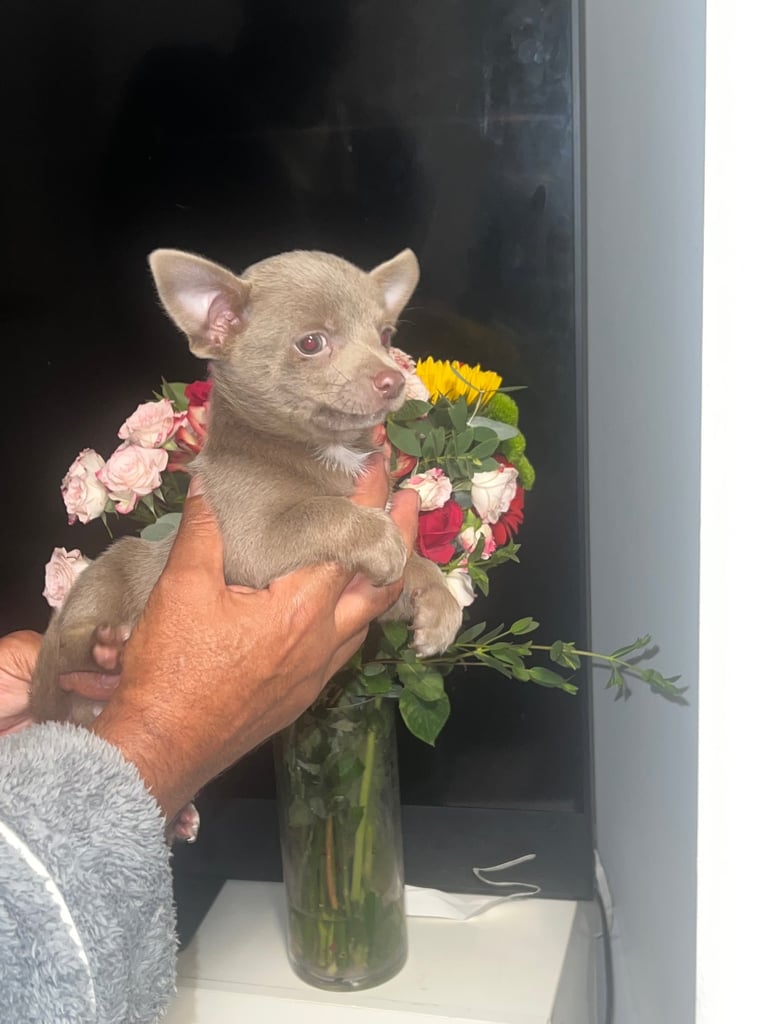 Chihuahua puppy’s 