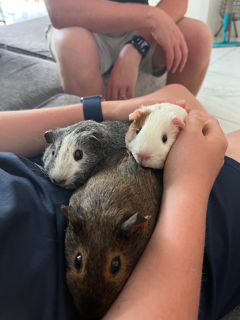 image for 3 Female Guinea Pigs