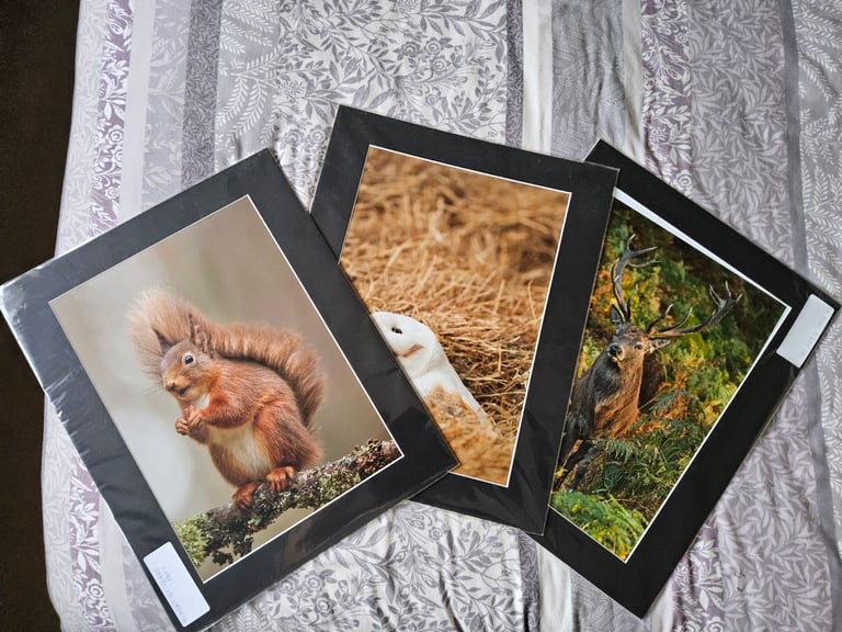 Three large prints, Red Squiral, Stag & Barn Owl