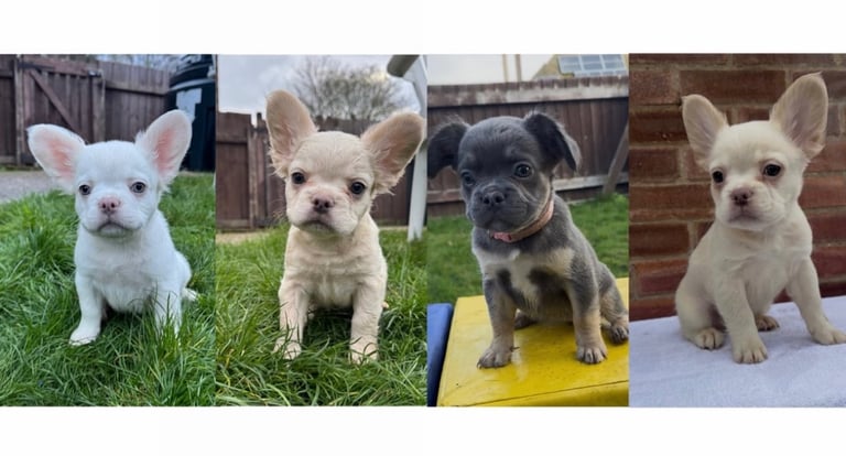 REDUCED! Fluffy French bulldog puppies