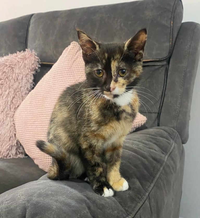 Tortoiseshell female kitten 16 weeks
