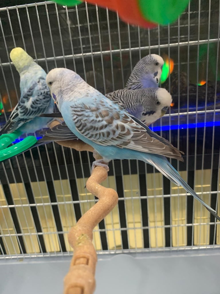 4 Budgies and cage 